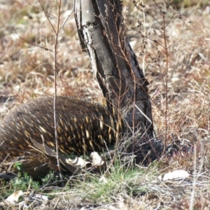 Tachyglossus aculeatus at Molonglo River Reserve - 3 Jul 2019 10:46 AM