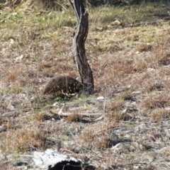 Tachyglossus aculeatus at Molonglo River Reserve - 3 Jul 2019 10:46 AM