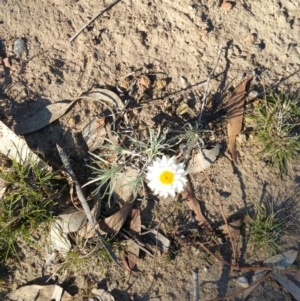 Leucochrysum albicans subsp. tricolor at Majura, ACT - 28 Jun 2019 01:20 PM
