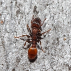 Podomyrma sp. (genus) (Muscleman Tree Ant) at Acton, ACT - 3 Jul 2019 by TimL
