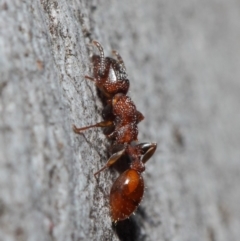 Podomyrma sp. (genus) at Acton, ACT - 3 Jul 2019