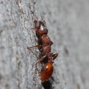 Podomyrma sp. (genus) at Acton, ACT - 3 Jul 2019 12:01 PM