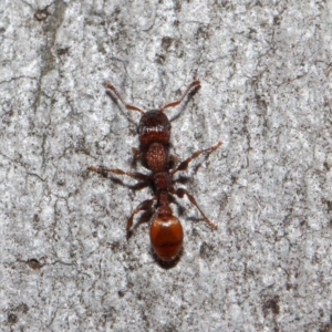 Podomyrma sp. (genus) at Acton, ACT - 3 Jul 2019 12:01 PM