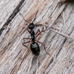 Dolichoderus doriae at Paddys River, ACT - 3 Jul 2019 10:06 AM