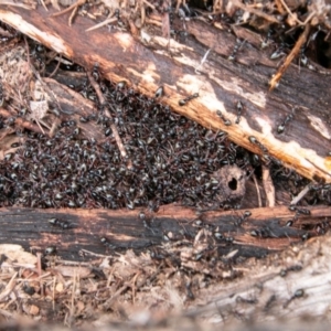 Dolichoderus doriae at Paddys River, ACT - 3 Jul 2019 10:06 AM