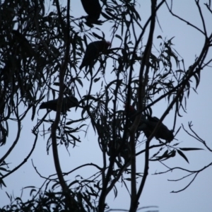 Callocephalon fimbriatum at Hughes, ACT - 4 Jul 2019