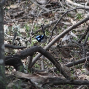 Malurus cyaneus at Hughes, ACT - 4 Jul 2019