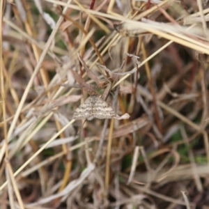 Scopula rubraria at Deakin, ACT - 4 Jul 2019 03:33 PM