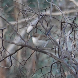 Malurus cyaneus at Deakin, ACT - 4 Jul 2019