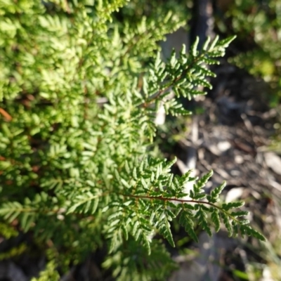 Cheilanthes sieberi (Rock Fern) at Deakin, ACT - 4 Jul 2019 by JackyF