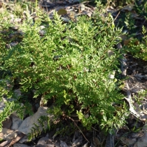 Cheilanthes sieberi at Deakin, ACT - 4 Jul 2019