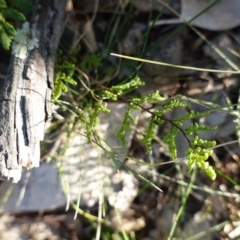 Cheilanthes sieberi at Deakin, ACT - 4 Jul 2019