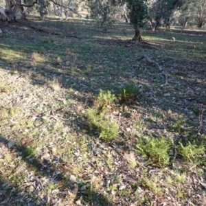 Cheilanthes sieberi at Deakin, ACT - 4 Jul 2019