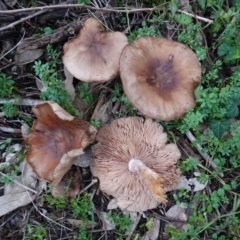 zz agaric (stem; gills not white/cream) at Deakin, ACT - 4 Jul 2019 by JackyF