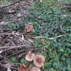 zz agaric (stem; gills not white/cream) at Deakin, ACT - 4 Jul 2019