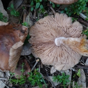 zz agaric (stem; gills not white/cream) at Deakin, ACT - 4 Jul 2019