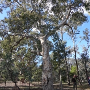 Eucalyptus polyanthemos at Deakin, ACT - 26 Jun 2019