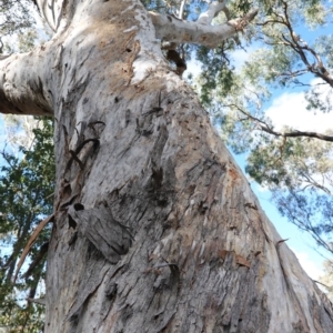 Eucalyptus polyanthemos at Deakin, ACT - 26 Jun 2019