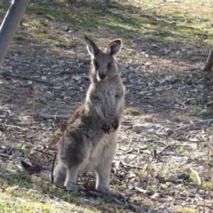 Macropus giganteus (Eastern Grey Kangaroo) at Hughes, ACT - 4 Jul 2019 by JackyF