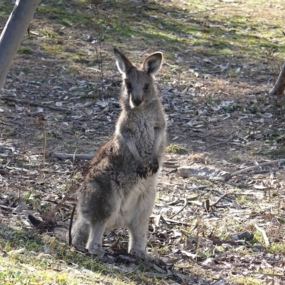 Macropus giganteus (Eastern Grey Kangaroo) at Hughes, ACT - 4 Jul 2019 by JackyF