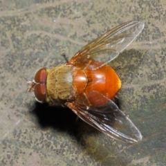 Calliphora ochracea (Reddish Brown blowfly) at ANBG - 4 Jul 2019 by TimL