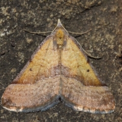 Anachloris subochraria (Golden Grass Carpet) at Hackett, ACT - 4 Jul 2019 by TimL