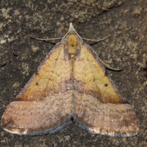 Anachloris subochraria at Hackett, ACT - 4 Jul 2019 01:13 PM