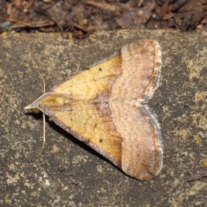 Anachloris subochraria at Hackett, ACT - 4 Jul 2019 01:13 PM