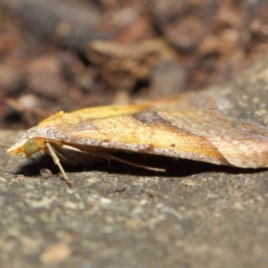 Anachloris subochraria at Hackett, ACT - 4 Jul 2019 01:13 PM