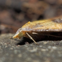 Anachloris subochraria at Hackett, ACT - 4 Jul 2019 01:13 PM