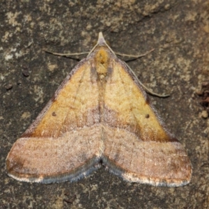 Anachloris subochraria at Hackett, ACT - 4 Jul 2019 01:13 PM