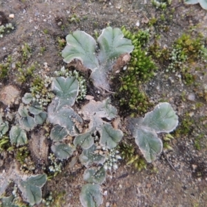 Riccia spongiosula at Tuggeranong DC, ACT - 3 Apr 2019