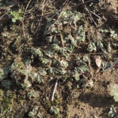 Riccia spongiosula at Tuggeranong DC, ACT - 3 Apr 2019