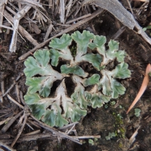 Riccia spongiosula at Tuggeranong DC, ACT - 3 Apr 2019