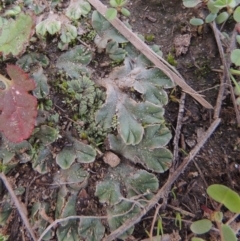 Riccia spongiosula at Tuggeranong DC, ACT - 3 Apr 2019