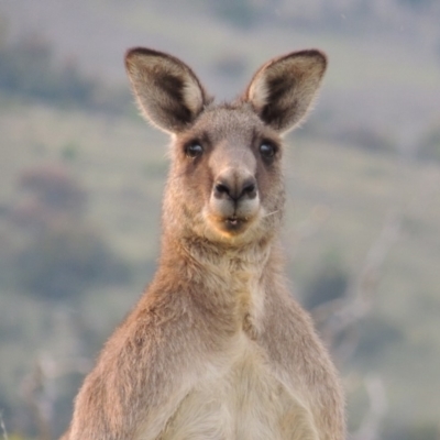 Macropus giganteus (Eastern Grey Kangaroo) at Point Hut to Tharwa - 3 Apr 2019 by MichaelBedingfield