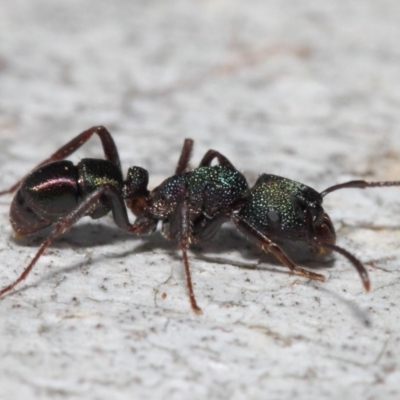 Rhytidoponera metallica (Greenhead ant) at Acton, ACT - 4 Jul 2019 by TimL
