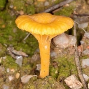 Lichenomphalia chromacea at Paddys River, ACT - 5 Jul 2019