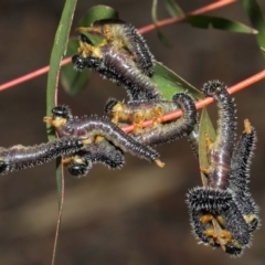 Perga dorsalis at Hackett, ACT - 4 Jul 2019 01:11 PM