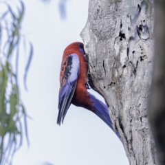 Platycercus elegans (Crimson Rosella) at Federal Golf Course - 28 Jun 2019 by BIrdsinCanberra