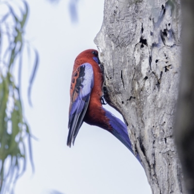 Platycercus elegans (Crimson Rosella) at Hughes, ACT - 28 Jun 2019 by BIrdsinCanberra