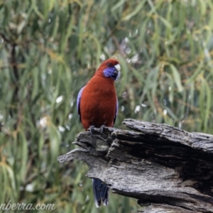 Platycercus elegans at Hughes, ACT - 29 Jun 2019