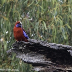 Platycercus elegans at Hughes, ACT - 29 Jun 2019