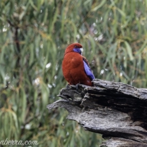 Platycercus elegans at Hughes, ACT - 29 Jun 2019