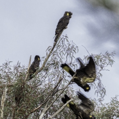 Zanda funerea (Yellow-tailed Black-Cockatoo) at Paddys River, ACT - 30 Jun 2019 by BIrdsinCanberra