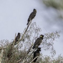 Zanda funerea at Paddys River, ACT - 30 Jun 2019