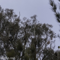 Zanda funerea at Paddys River, ACT - 30 Jun 2019 09:00 AM