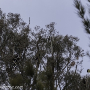 Zanda funerea at Paddys River, ACT - 30 Jun 2019 09:00 AM