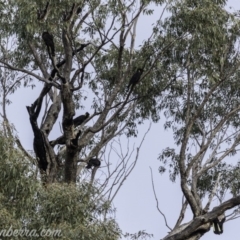Zanda funerea at Paddys River, ACT - 30 Jun 2019 09:00 AM
