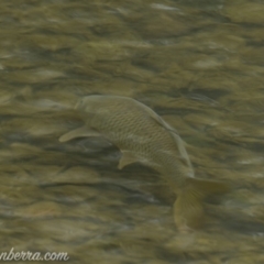 Cyprinus carpio (Common Carp) at Paddys River, ACT - 29 Jun 2019 by BIrdsinCanberra